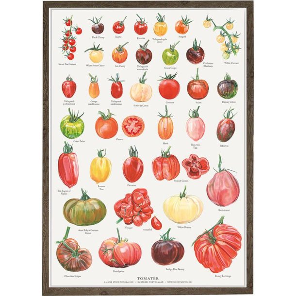 Plakat, Tomater, A2 ( 3 )